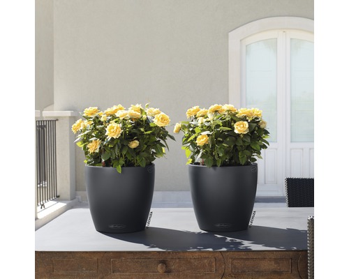 Deux pots à fleurs gris avec des roses jaunes sur une table à l''extérieur.