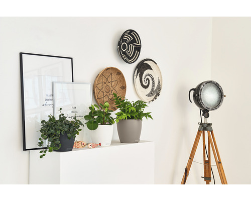 Aménagement intérieur décoratif avec plantes en pots, corbeilles murales, affiches et lampadaire sur trépied.