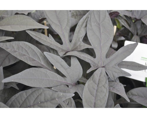 Süßkartoffel Pflanze mit Blättern