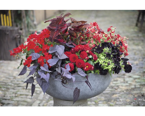 Arrangement floral dans un pot en pierre avec des feuilles rouges et foncées