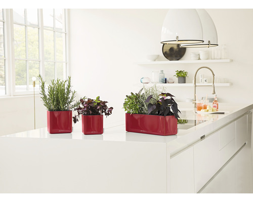 Drei rote Pflanzgefäße mit verschiedenen Pflanzen in einer hellen Küche.