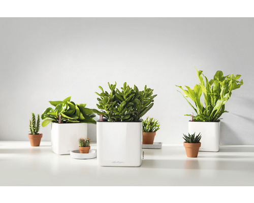 Verschiedene Zimmerpflanzen in Töpfen und Pflanzgefäßen auf einer hellen Oberfläche.