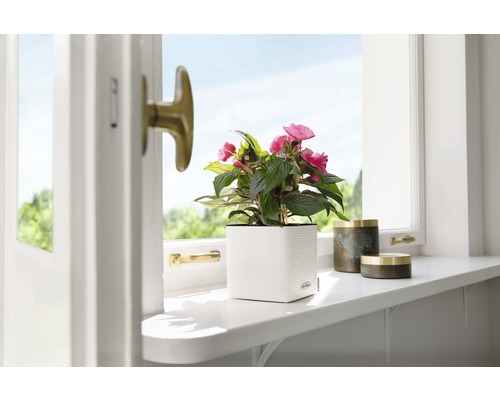 Szene mit Zimmerpflanze in einem weißen Blumentopf am Fensterbrett