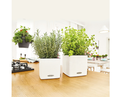 Küchenszene mit Kräutern in weißen Pflanzgefäßen auf einer Arbeitsplatte