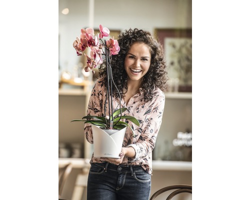 Frau hält eine rosa blühende Orchidee im Blumentopf.