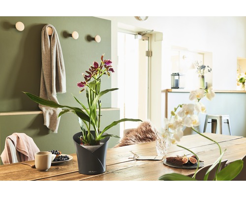 Décoration de table à manger avec plante en pot et vaisselle dans une ambiance lumineuse et conviviale.