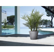 Grande plante en pot à côté d''une piscine extérieure