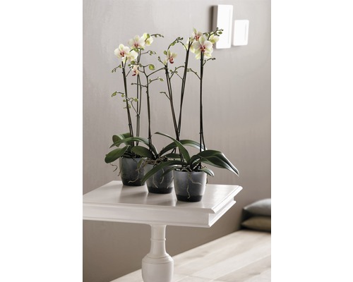 Trois orchidées en pot sur une table blanche