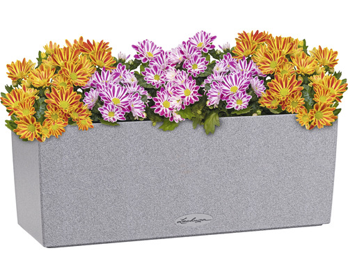 Grauer Blumenkasten mit gelben und lila Chrysanthemen