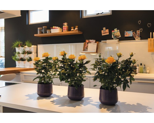 Drei gelbe Rosen in Töpfen auf einer Küchentheke.