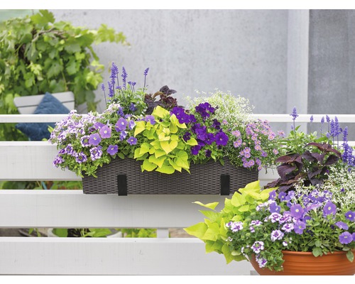 Blumenkasten mit verschiedenen Blumen auf einem Balkon