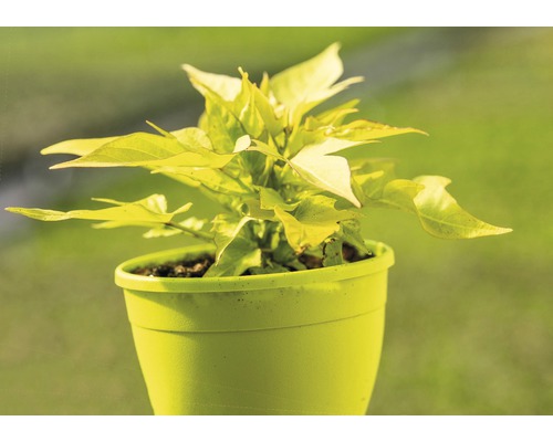 Jeune plant de patate douce en pot