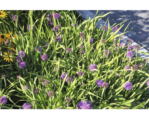 Blumenbeet mit Zierlauch und anderen Pflanzen