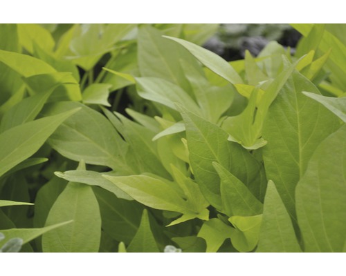 Gros plan sur une plante de patate douce avec des feuilles vertes