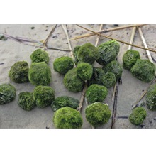 Boules d'algue - boule 2,5 - 6 cm