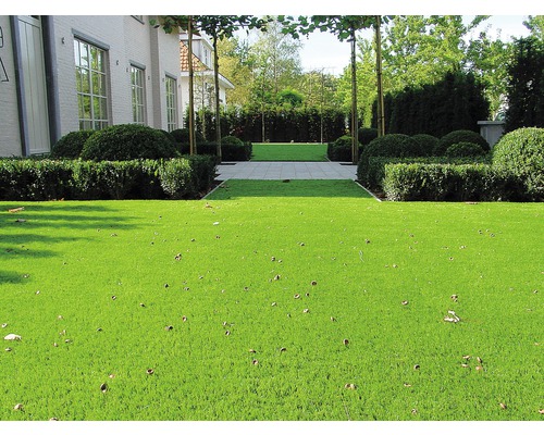 Jardin avec gazon synthétique, haies de buis et allée en pierre