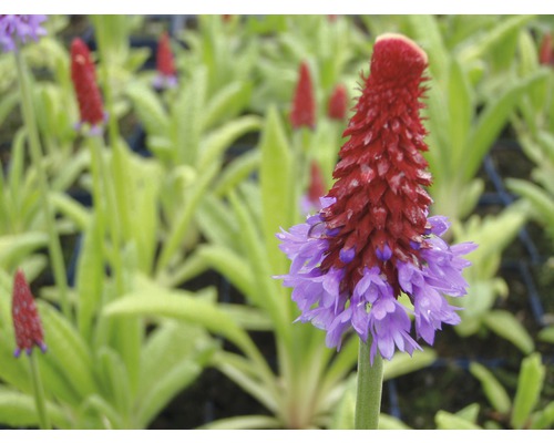 Nahaufnahme einer Scharlach-Primel im Garten.