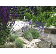 Jardin aménagé avec lavande et pierres décoratives
