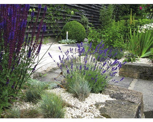 Jardin aménagé avec lavande et pierres décoratives