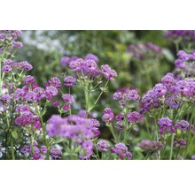 Nahaufnahme von violetten Sterndoldenblüten im Garten.