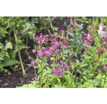 Blühende Sterndolde im Garten