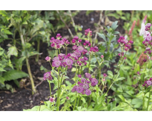 Astrantia en fleurs dans le jardin