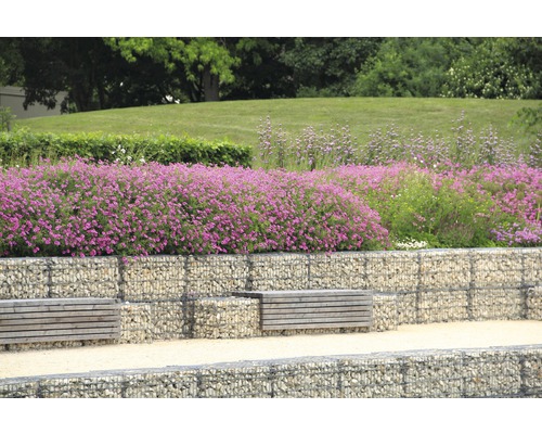 Gestaltung eines Gartens mit Gabionenwänden, Holzbänken und blühenden Pflanzen