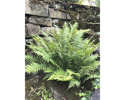 Heimische Goldschuppenfarn FloraSelf Dryopteris affinis H 5-30 cm Co 0,5 L-0