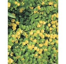 Lysimaque nummulaire 10 - 15 cm