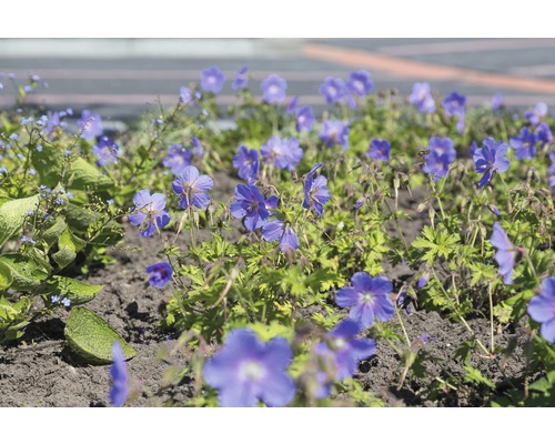 Géranium de l'Himalaya FloraSelf Geranium himalayenses 'Baby Blue' h 10-40 cm Co 0,5 l