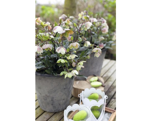 Zwei graue Blumentöpfe mit Christrosen auf einem Holztisch.