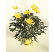 Touffe de marguerites en pot