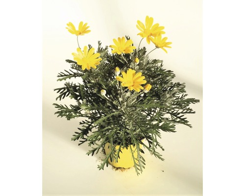 Touffe de marguerites en pot