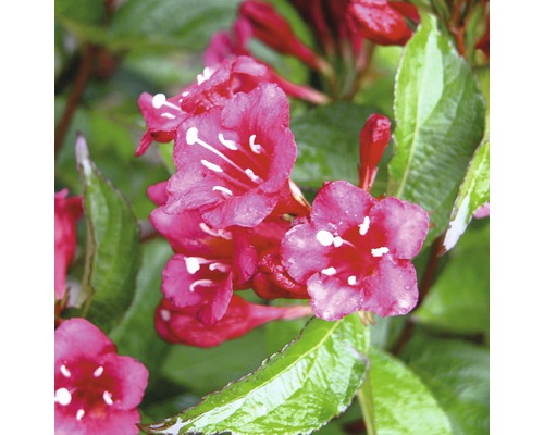 Gros plan sur les fleurs de Weigelia avec des feuilles