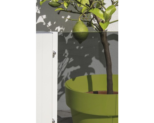 Citronnier en pot