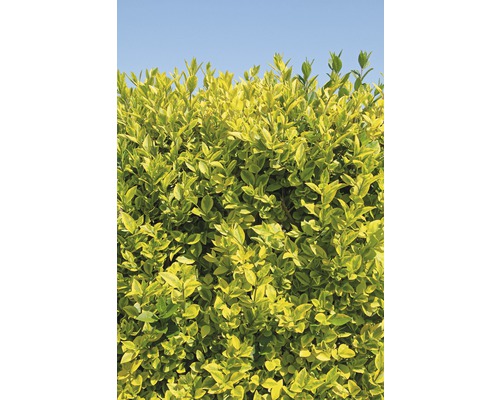 Sichtschutzhecke Gold-Liguster Spalier FloraSelf Ligustrum ovalifolium 'Aureum' H 100-110 cm B 50 cm Co 18 L-0