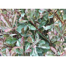 Photinie blanc-vert FloraSelf Photinia fraseri 'Pink Marble' H 80-100 cm Co 10 l-thumb-0