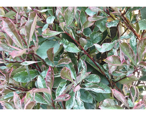Photinie blanc-vert FloraSelf Photinia fraseri 'Pink Marble' H 80-100 cm Co 10 l