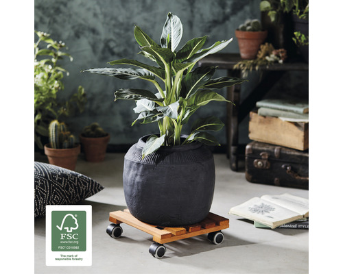 Zimmerpflanze in einem Topf auf einem Pflanzenroller mit FSC Siegel