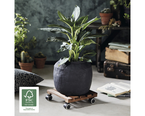 Plante d''intérieur dans un pot sur un support à roulettes avec le logo Forest Stewardship Council