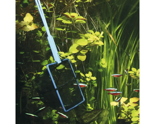 Épuisette à poissons d''aquarium dans un aquarium planté avec des poissons