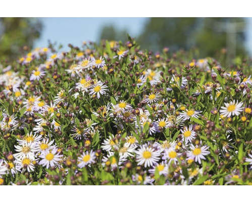 Gros plan d''un groupe d''asters à feuilles rugueuses avec des fleurs jaunes et blanches