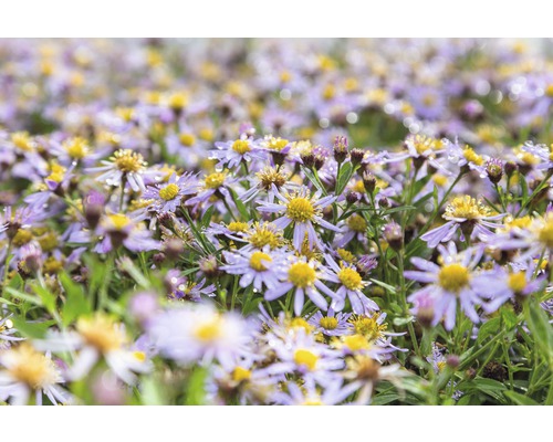 Champ d''asters d''automne violets à cœur jaune dans le jardin