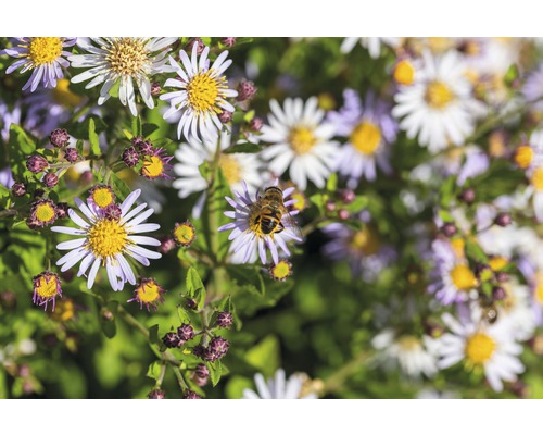 Gros plan sur des asters avec une abeille