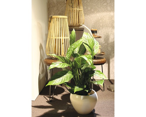 Fleur de lune en pot, combinée à des lanternes décoratives en bois sur une table d''appoint.