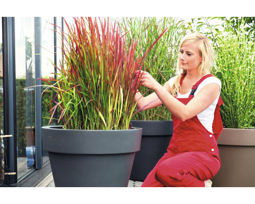 Frau, die Ziergras in einem Pflanzkübel pflegt.