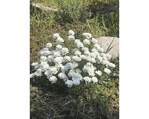 Corbeille d'argent FloraSelf Iberis sempervierens 'Snow Cone' h 5-25 cm Co 0,5 l Buisson de fleurs à fleurs blanches dans le jardin