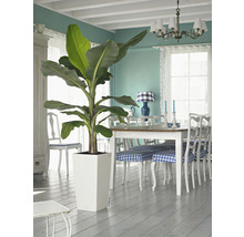 Intérieur avec bananier en pot blanc, table à manger et chaises
