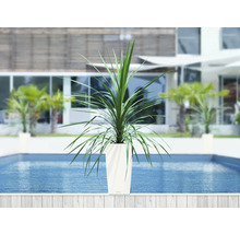 Plante dans un bac à fleurs au bord de la piscine