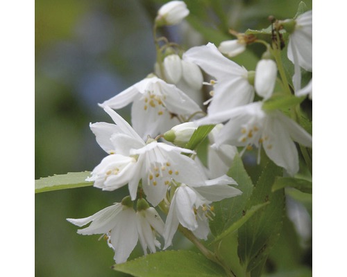 Fleurs de Deutzia gracilis